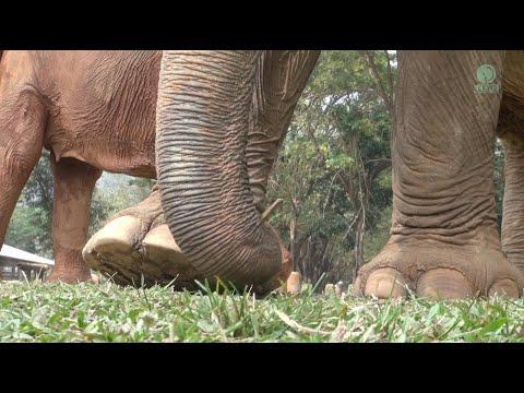 KhunYai's Clever Tool Use! - ElephantNews #Video