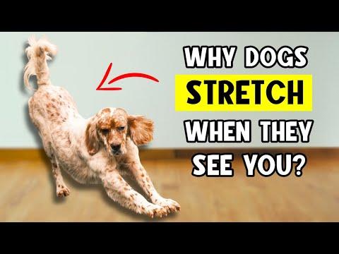 Does Your Dog Stretch When They See You? | THIS Is What It Really Means! #Video