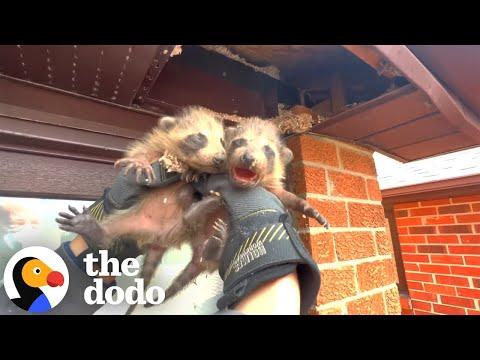 Clever Mama Raccoon Sends Rescuers On A Goose Chase #Video