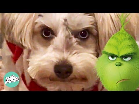 Dog Is A Little Grinch. But Sister Knows How To Fix Her #Video