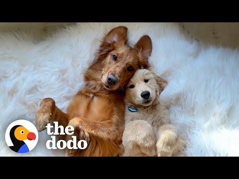 Golden Retriever Finally Gets Her Dream Of Becoming An Older Sister #Video #Video