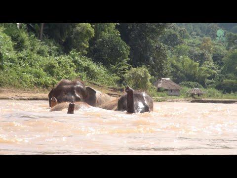 Adorable Elephants Enjoy The Moment Floating In The River - ElephantNews #Video