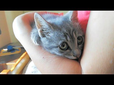 Heartbraking Cry Of A Stray Kitten Who Lost His Family #Video