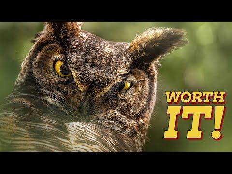 How to FIND and PHOTOGRAPH OWLS - Wildlife photography - Nikon Z9 #Video
