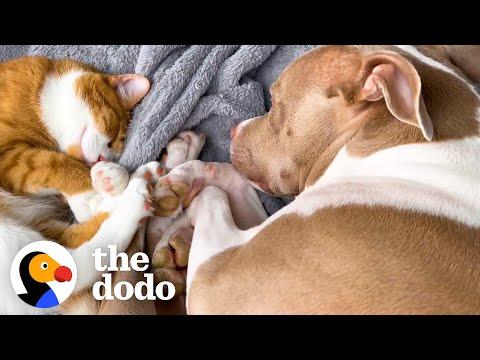 Kitten Comforts Pit Bull Who's Scared Of Baths #Video