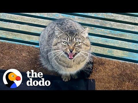 Woman Spends A Year Getting A Feral Cat To Love Her #Video