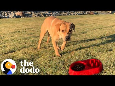 Stray Dog Wags His Tail For The First Time — When He Meets A Girl Dog #Video