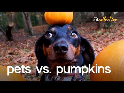 Have You Ever Seen A Squirrel Carve A Pumpkin? Animals Compilation Video