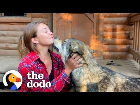 Woman Rescues The Friendliest Wolf Dog  #Video