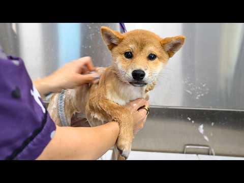 Today I Groomed Two Adorable Fox Pups | Girl With Dogs #Video