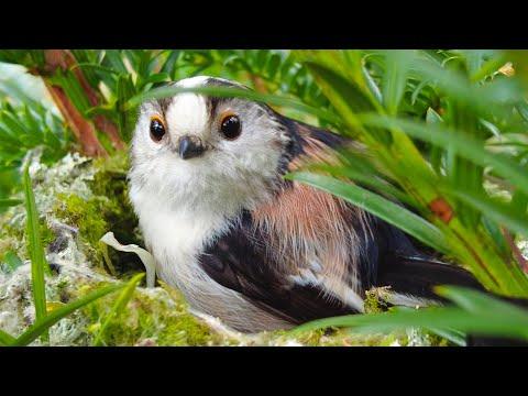 Long-Tailed Tits Work as a Team to Build Their Nest | Discover Wildlife | Robert E Fuller #Video
