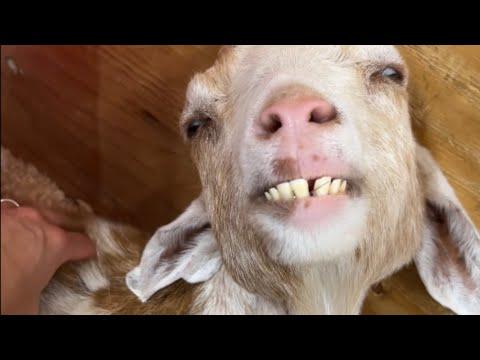 Neglected goat gets rescued. Then she spends 2 years in prison. #Video