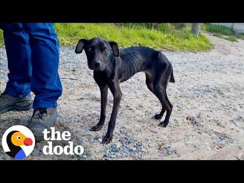 Skinny Dog Who Was Eating Trash To Survive Is SO Cute Now #Video