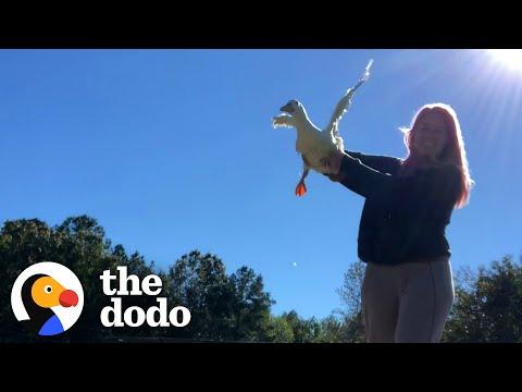 Mom Helps Injured Duck 'Fly' Around Her Yard #Video