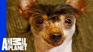 The World's Ugliest, Most Loveable Dogs!