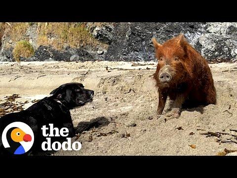 Pig Raised By A Labrador Thinks She's A Dog Too #Video