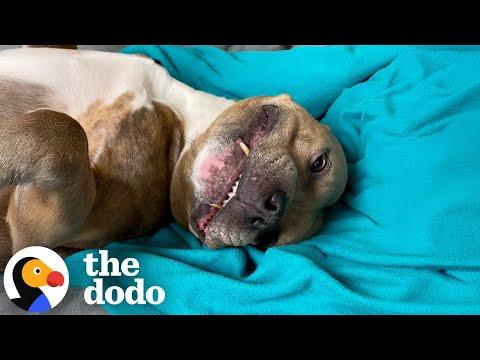 Shelter Volunteer Meets One Pittie She Couldn't Go Home Without #Video