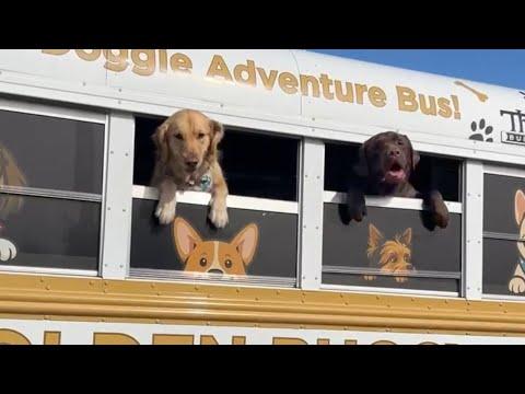 MY LABRADOR GOES ON A FIELD TRIP! *ADORABLE* #Video