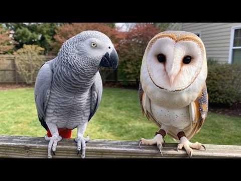 When A Parrot Meets An Owl #Video