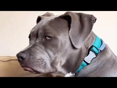 Dog gets sad when people say he looks mean #Video