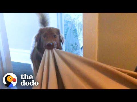 Adorable Dog Is Obsessed With His Blanket #Video