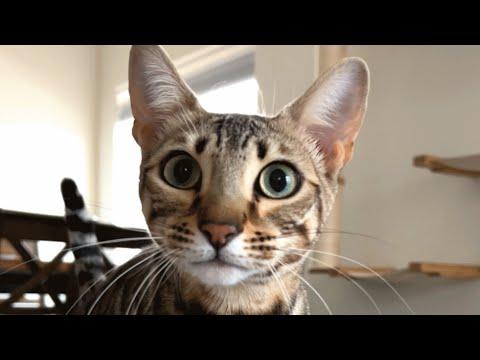 This cat is moody, loud, needy and...perfect #Video