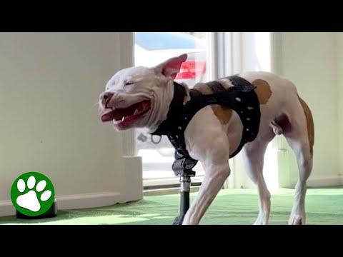 Dogs' Reactions To Running Again #Video