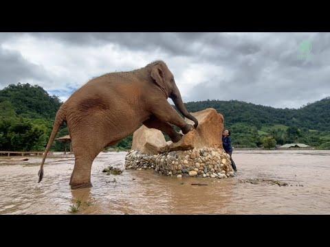 Elephant Care Taker Play Peekaboo Game To Distract Elephant From Flood Issues - ElephantNews #Video