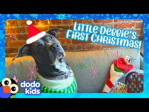 Uh-oh! This Dog Forgot To Get A Christmas Gift For Mom! | Dodo Kids #Video