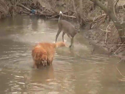 Deer Has Odd Reaction When Meeting Golden Retriever Dog