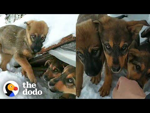 Freezing Puppies Found Deep In The Snow #Video