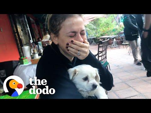 Iliza Shlesinger Cries Happy Tears Meeting New Rescue Dog #Video