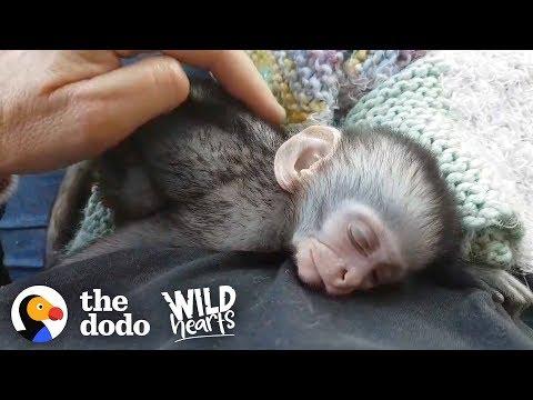 Couple Drops Everything to Save Thousands of Vervet Monkeys | The Dodo Wild Hearts