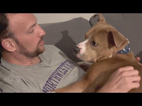 Dog loves to snuggle with guy who was reluctant to get him #Video