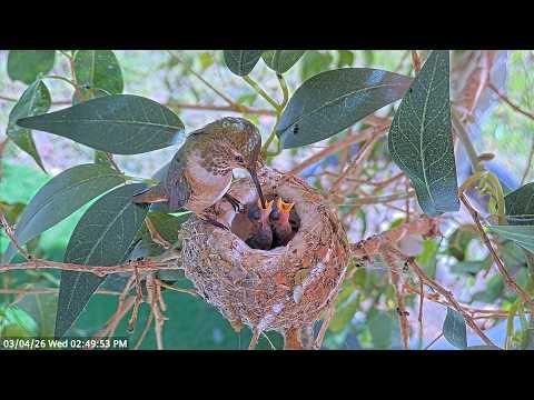 Watch Lily Feed Her Tiny Chicks Ash (3 Days) & Amber (4 Days) | Allen’s Hummingbird. #Video