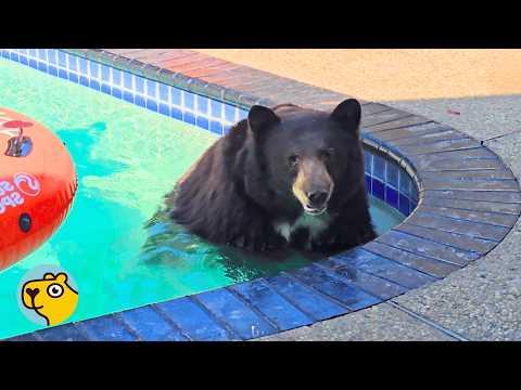 Wild Bear Returns After Fire And Brings Her Cubs For A Swim #Video