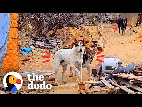 Guy Spends A Year Winning Over Feral Dog In The Desert #Video