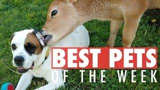 Best Pets of the Week | September 2017 Week 3