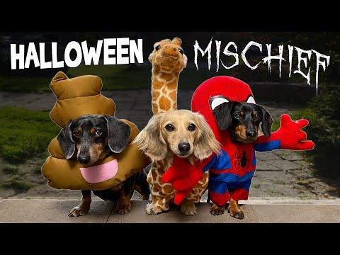 HALLOWEEN MISCHIEF - Cute & Funny Wiener Dogs Go Trick or Treating! #Video