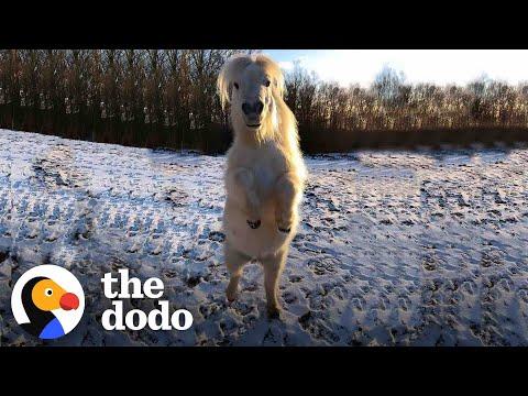 Teeny Horse Steals All The Attention When The Camera Comes Out #Video