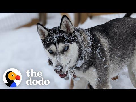Watch This 10-Pound Adult Husky Get So Strong And Happy Video