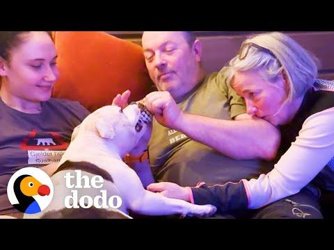 Couple Becomes Crazy Dog Grandparents #Video