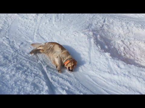 Dog Sliding Down A Snowy Hill Video. Your Daily Dose Of Internet.