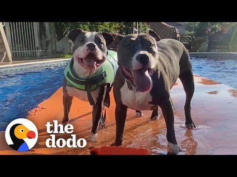House Full Of Four Rescue Pitties Are Obsessed With The Pool #Video