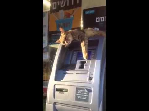 Cat Guards ATM