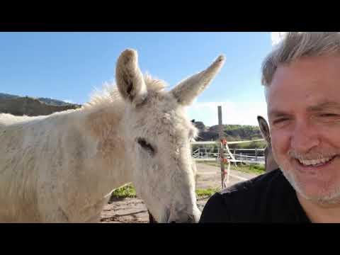 Should we all be more Donkey? #Video