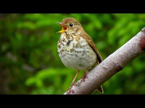 What Does the Hermit Thrush Song Sound Like? #Video