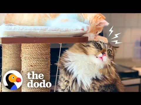 Cat Brothers Love Tormenting Their Dad #Video