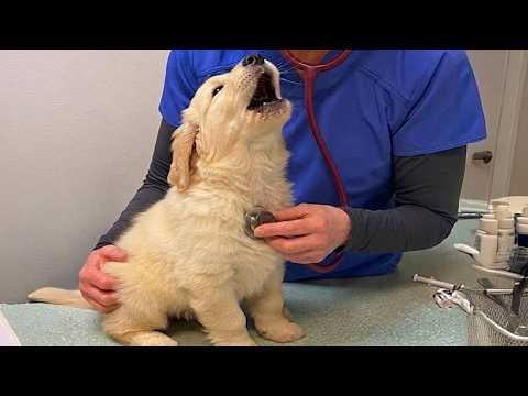 These DRAMATIC Dogs Accidentally Realize They're at the Vet #Video