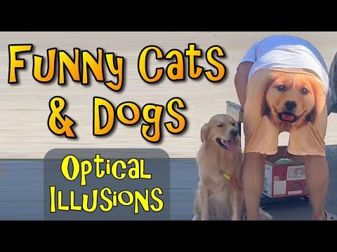 Funny Cats And Dogs Optical Illusions #Video